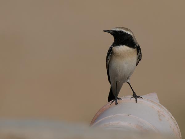 <h3>Oenanthe deserti / Desert wheatear / Woestijntapuit</h3>OM-1 Mark II with OLYMPUS M.150-400mm F4.5 TC, 1/2500 sec at F6.3, ISO 200, distance 17.7 m